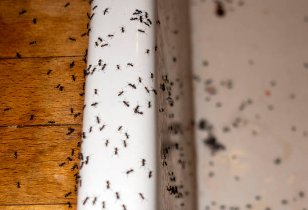 Best Affordable Pest Control Services  in Jan Phyl Village, FL